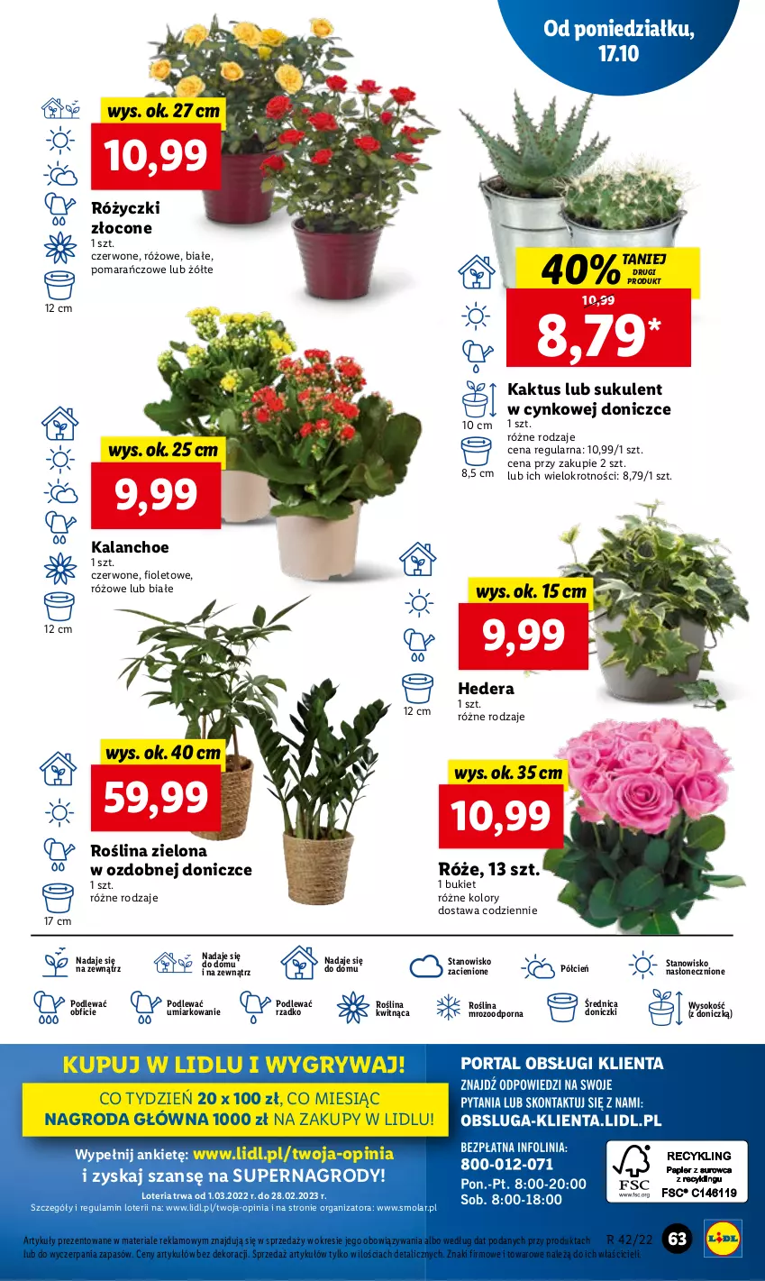 Gazetka promocyjna Lidl - GAZETKA - ważna 17.10 do 19.10.2022 - strona 73 - produkty: Bukiet, Cień, Cynk, Gry, Kaktus, Kalanchoe, Mola, O nas, Por, Sok, Sukulent