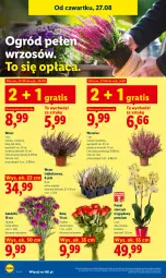 Gazetka promocyjna Lidl - Gazetka ważna od 27.08 do 30.08 - Gazetka - ważna od 30.08 do 30.08.2026 - strona 86 - produkty: Sok, Gra, Storczyk, Bukiet, Ogród