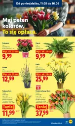 Gazetka promocyjna Lidl - Gazetka ważna od 11.05 do 13.05 - Gazetka - ważna od 13.05 do 13.05.2026 - strona 91 - produkty: Sok, Gra, Tulipan, Bukiet, Astrid, Grafika