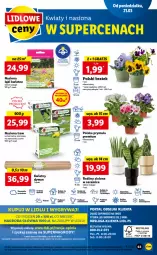 Gazetka promocyjna Lidl - GAZETKA - Gazetka - ważna od 23.03 do 23.03.2022 - strona 63 - produkty: Por, Gry, Gra, Papier, Prymula, Portal, Sport, Mola, Dywan