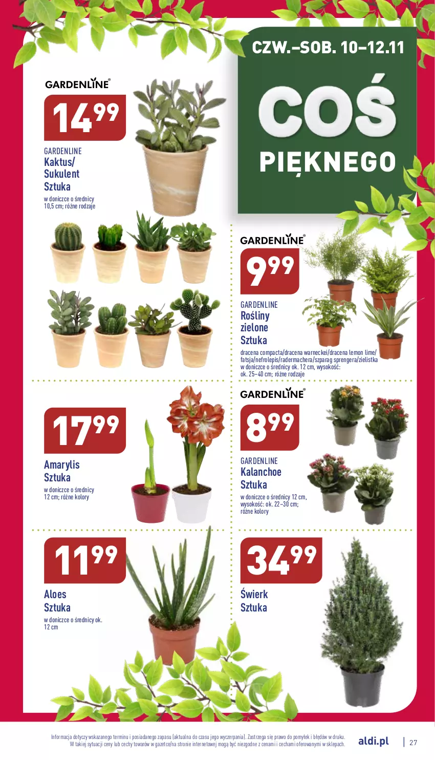 Gazetka promocyjna Aldi - Pełny katalog - ważna 07.11 do 12.11.2022 - strona 27 - produkty: Amarylis, Fa, Kaktus, Kalanchoe, Sok, Sukulent