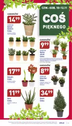 Gazetka promocyjna Aldi - Pełny katalog - Gazetka - ważna od 12.11 do 12.11.2022 - strona 27 - produkty: Sok, Kaktus, Amarylis, Kalanchoe, Sukulent, Fa