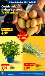 Gazetka promocyjna Lidl - Gazetka ważna od 20.07 do 22.07 - Gazetka - ważna od 22.07 do 22.07.2026 - strona 50 - produkty: Cebula, Ziemniaki, Mięta