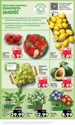 Gazetka promocyjna Kaufland - Mocny Start - Gazetka - ważna od 21.02 do 21.02.2024 - strona 19 - produkty: Prymula, Dzwonek, Truskawki, Cytryny, Siatka, Winogrona, Wino