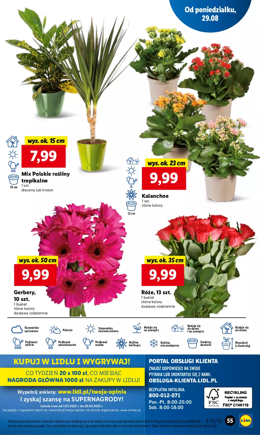 Gazetka promocyjna Lidl - GAZETKA - ważna 29.08 do 31.08.2022 - strona 59 - produkty: Bukiet, Cień, Gerber, Gry, Kalanchoe, Mola, O nas, Por, Sok