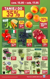 Gazetka promocyjna Aldi - Pełna oferta - Gazetka - ważna od 17.05 do 17.05.2025 - strona 29 - produkty: Piwo, Sok, Gra, Granat, Jeżyny, Storczyk, Brzoskwinie, Pomidory