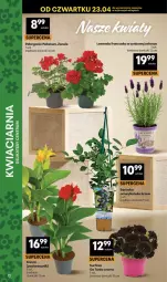 Gazetka promocyjna Delikatesy Centrum - Franczyza DC17 Czwartek - Gazetka - ważna od 29.04 do 29.04.2026 - strona 12 - produkty: Surf, Cynk