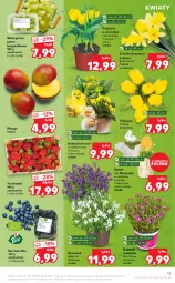 Gazetka promocyjna Kaufland - OFERTA TYGODNIA - Gazetka - ważna od 20.04 do 20.04.2022 - strona 13 - produkty: Ser, Tulipan, Dzwonek, Rzeżucha, Truskawki, Kalanchoe, Winogrona, Wino, Grunt, Mango