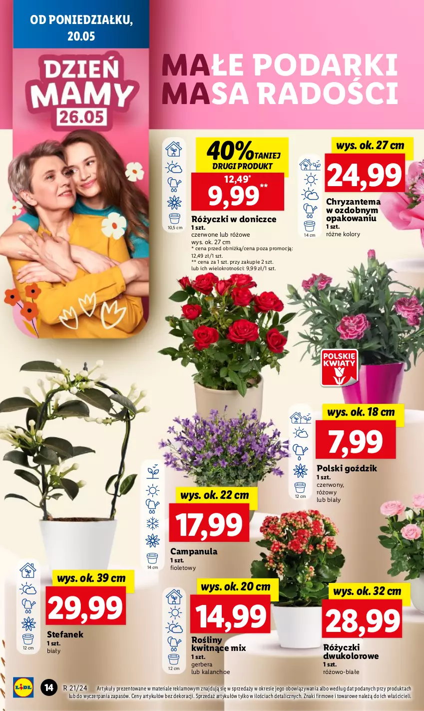 Gazetka promocyjna Lidl - GAZETKA - ważna 20.05 do 22.05.2024 - strona 18 - produkty: Campanula, Chryzantema, Fa, Gerber, Kalanchoe