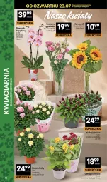 Gazetka promocyjna Delikatesy Centrum - Franczyza DC30 Czwartek - Gazetka - ważna od 29.07 do 29.07.2026 - strona 38 - produkty: Róża, Storczyk, Bukiet