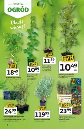 Gazetka promocyjna Auchan - Gazetka Strefa Ogród Hipermarket Auchan - Gazetka - ważna od 04.04 do 04.04.2026 - strona 2 - produkty: Borówka, Borówka amerykańska, Jagody, Jeżyny, Maliny, Wino, Fa