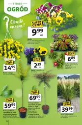 Gazetka promocyjna Auchan - Gazetka Strefa Ogród Hipermarket Auchan - Gazetka - ważna od 04.04 do 04.04.2026 - strona 4 - produkty: Gra, Pigwowiec, Aronia, Dereń, Fa