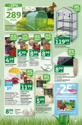 Gazetka promocyjna Auchan - Gazetka Rewelacje na Dzień Kobiet Hipermarket Auchan - Gazetka - ważna od 08.03 do 08.03.2023 - strona 27 - produkty: Cebula, Czosnek, Szklarenka, Cebula biała, Tunel, Rurki, Miecz