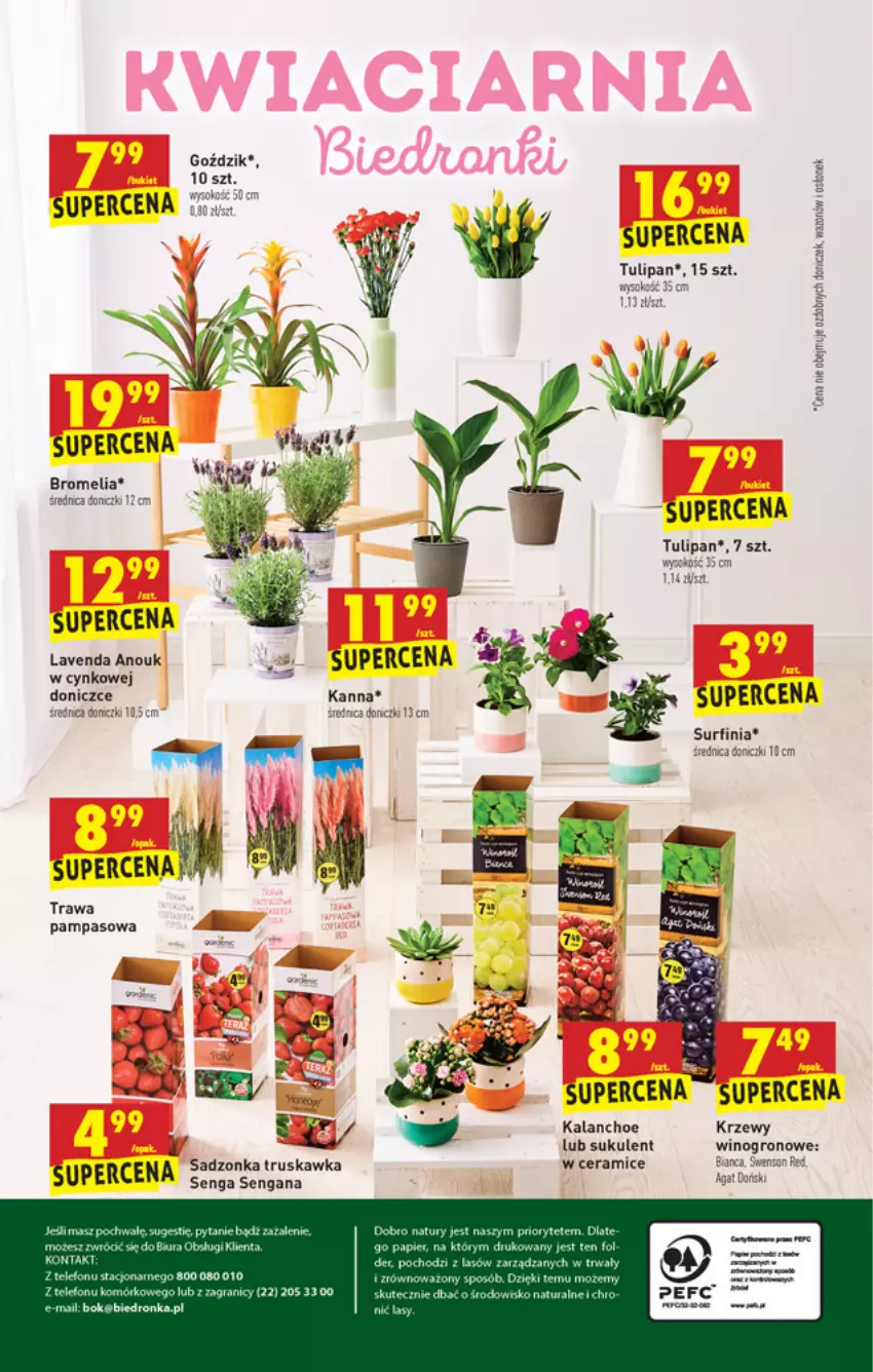 Gazetka promocyjna Biedronka - W tym tygodniu PN - ważna 06.05 do 12.05.2021 - strona 56 - produkty: Bromelia, Cynk, Fa, Mysz, Sukulent, Surf, Tulipan, Wino