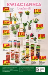 Gazetka promocyjna Biedronka - W tym tygodniu PN - Gazetka - ważna od 12.05 do 12.05.2021 - strona 56 - produkty: Tulipan, Surf, Cynk, Bromelia, Mysz, Wino, Sukulent, Fa