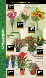 Gazetka promocyjna Delikatesy Centrum - Franczyza DC37 Czwartek - Gazetka - ważna od 16.09 do 16.09.2026 - strona 38 - produkty: Rum, Róża, Bukiet
