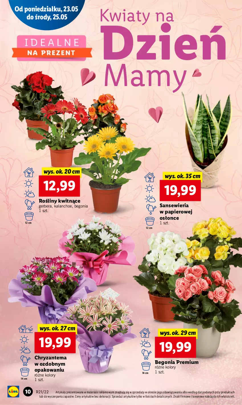 Gazetka promocyjna Lidl - GAZETKA - ważna 23.05 do 25.05.2022 - strona 10 - produkty: Chryzantema, Gerber, Kalanchoe, Papier