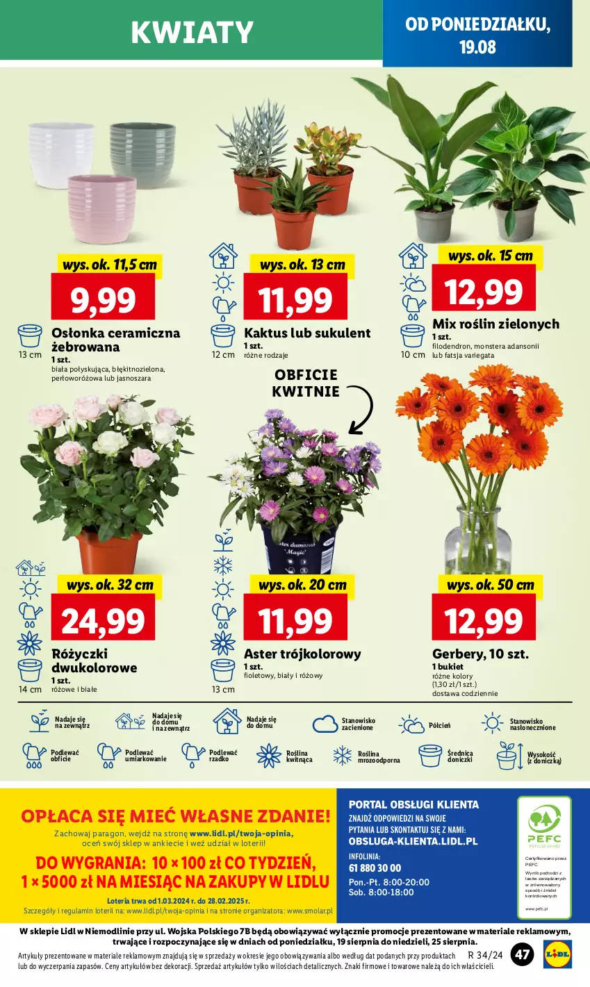 Gazetka promocyjna Lidl - GAZETKA - ważna 19.08 do 21.08.2024 - strona 53 - produkty: Bukiet, Cień, Dron, Fa, Gerber, Gra, Kaktus, Mola, O nas, Osłonka, Por, Sok, Sukulent, Tera