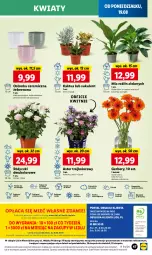 Gazetka promocyjna Lidl - GAZETKA - Gazetka - ważna od 21.08 do 21.08.2024 - strona 53 - produkty: Sok, Por, Gra, Gerber, Kaktus, Cień, O nas, Tera, Dron, Mola, Bukiet, Sukulent, Osłonka, Fa