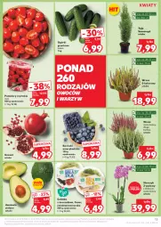 Gazetka promocyjna Kaufland - Gazetka tygodnia - Gazetka - ważna od 16.10 do 16.10.2024 - strona 13 - produkty: Kurczak, Sałatka, Gra, Granat, Sałat, Storczyk, Grunt, Pomidory