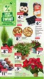 Gazetka promocyjna Intermarche - Gazetka Intermarche - Gazetka - ważna od 10.12 do 10.12.2025 - strona 24 - produkty: Szlumbergera