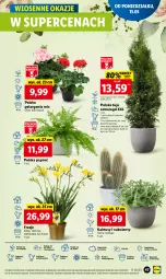 Gazetka promocyjna Lidl - GAZETKA - Gazetka - ważna od 17.05 do 17.05.2023 - strona 47 - produkty: Sok, Por, Kaktus, Cień, O nas, Astrid, Sukulent