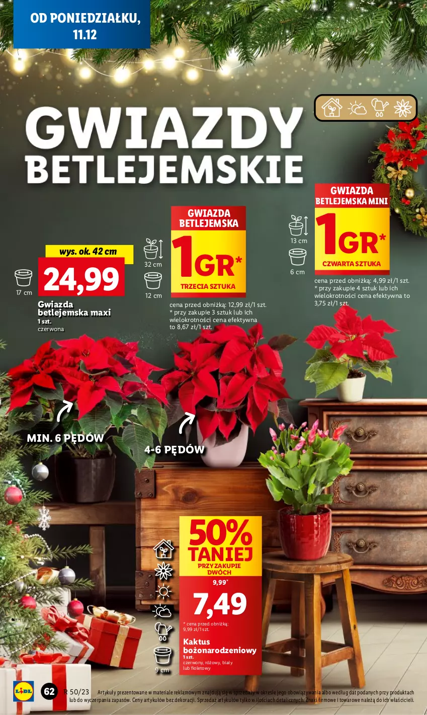 Gazetka promocyjna Lidl - GAZETKA - ważna 11.12 do 13.12.2023 - strona 68 - produkty: Gwiazda, Kaktus