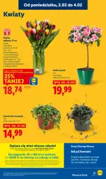 Gazetka promocyjna Lidl - GAZETKA - Gazetka - ważna od 04.02 do 04.02.2026 - strona 51 - produkty: Sok, Por, Gra, Tulipan, Portal, Laur, Mola, Bukiet