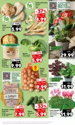 Gazetka promocyjna Kaufland - Mocny Start - Gazetka - ważna od 15.11 do 15.11.2023 - strona 17 - produkty: Cebula, Pietruszka, Seler korzeń, Ziemniaki, Bukiet, Grunt, Olej