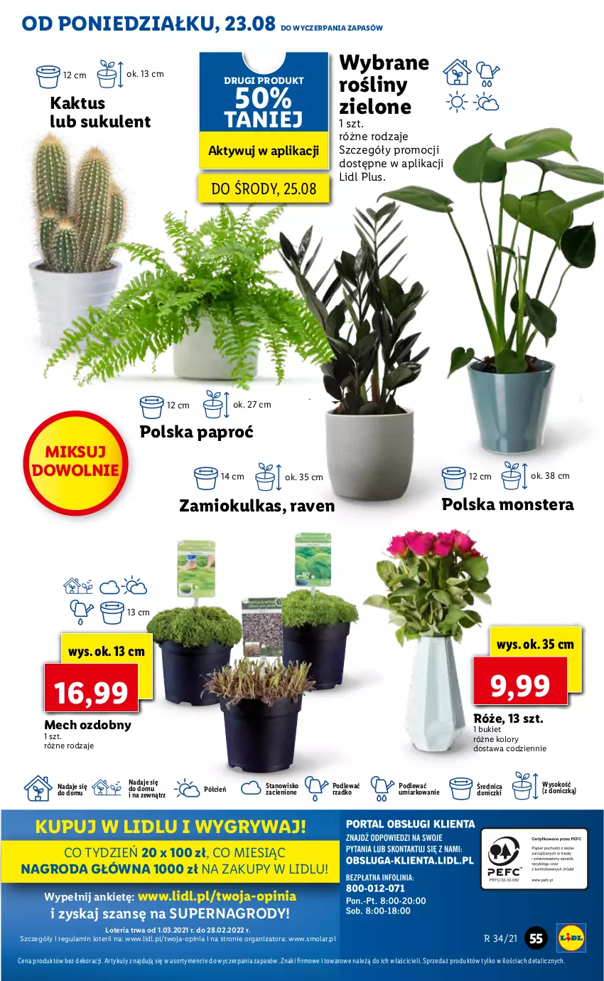 Gazetka promocyjna Lidl - GAZETKA - ważna 23.08 do 25.08.2021 - strona 55 - produkty: Bukiet, Cień, Gry, Kaktus, Mola, Sok, Sukulent, Tera