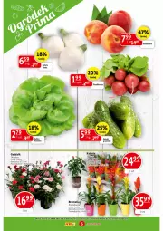 Gazetka promocyjna Prim Market - Gazetka - ważna od 28.06 do 28.06.2023 - strona 6 - produkty: Sok, Sałata masłowa, Sałat, Bromelia, Brzoskwinie, Masło