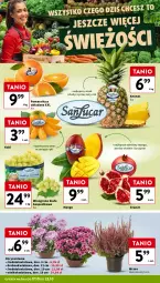 Gazetka promocyjna Intermarche - Gazetka Intermarche - Gazetka - ważna od 23.10 do 23.10.2024 - strona 10 - produkty: Gra, Chryzantema, Granat, Ananas, Kaki, Wino, Mango