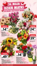 Gazetka promocyjna Intermarche - Gazetka Intermarche - Gazetka - ważna od 28.05 do 28.05.2025 - strona 10 - produkty: Koc, Gerber, Tulipan, Róża, Chia, Storczyk, Bukiet