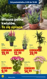 Gazetka promocyjna Lidl - Gazetka ważna od 8.06 do 10.06 - Gazetka - ważna od 10.06 do 10.06.2026 - strona 82 - produkty: Gerber, Bukiet