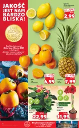 Gazetka promocyjna Kaufland - OFERTA TYGODNIA - Gazetka - ważna od 24.11 do 24.11.2021 - strona 16 - produkty: Piec, Warzywa, Amarylis, Cytryny, Ananas, Kaki, Laur, Owoce