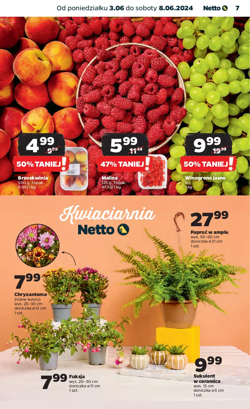 Gazetka promocyjna Netto - Artykuły spożywcze - ważna 03.06 do 08.06.2024 - strona 7 - produkty: Chryzantema, Sukulent, Wino