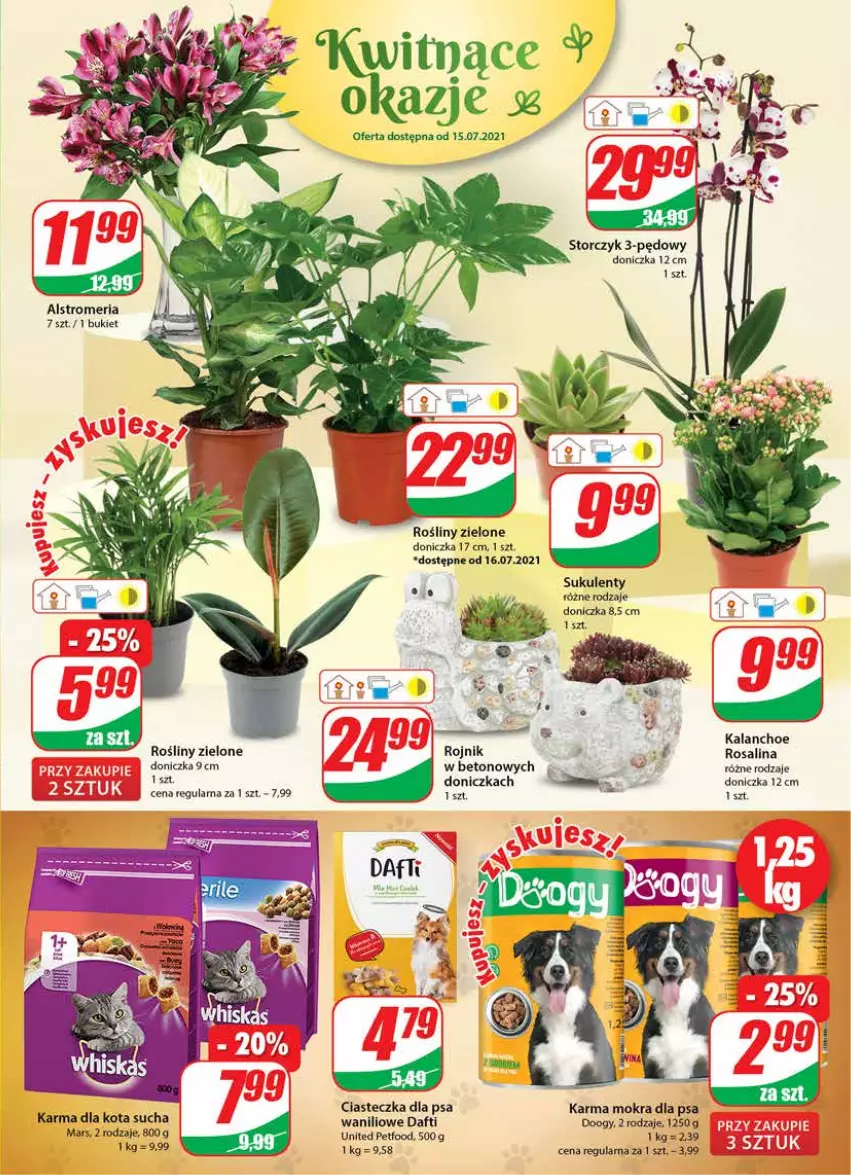 Gazetka promocyjna Dino - Gazetka - ważna 14.07 do 20.07.2021 - strona 15 - produkty: Bukiet, Kalanchoe, Mars, Storczyk, Sukulent