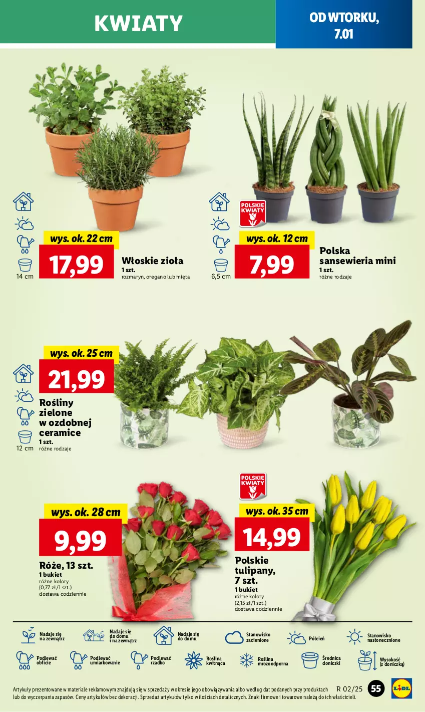 Gazetka promocyjna Lidl - GAZETKA - ważna 07.01 do 08.01.2025 - strona 61 - produkty: Bukiet, Cień, Mięta, O nas, Por, Sok, Tulipan