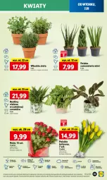 Gazetka promocyjna Lidl - GAZETKA - Gazetka - ważna od 08.01 do 08.01.2025 - strona 61 - produkty: Sok, Por, Tulipan, Cień, O nas, Bukiet, Mięta