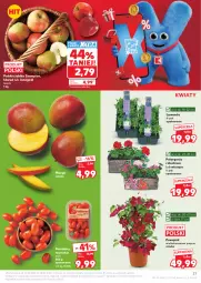 Gazetka promocyjna Ziko - Gazetka Ziko Dermo - Gazetka - ważna od 27.05 do 27.05.2026 - strona 27 - produkty: Jonagold, Szampion, Mango, Pomidory, Jabłka