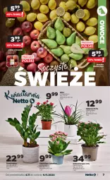 Gazetka promocyjna Netto - Artykuły spożywcze - Gazetka - ważna od 09.11 do 09.11.2024 - strona 7 - produkty: Róża, Kalanchoe, Owoce