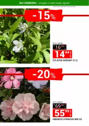 Gazetka promocyjna Merkury Market - Urządź z nami swój ogród - Gazetka - ważna od 30.04 do 30.04.2025 - strona 2 - produkty: Hibiskus, Stek, Ogród