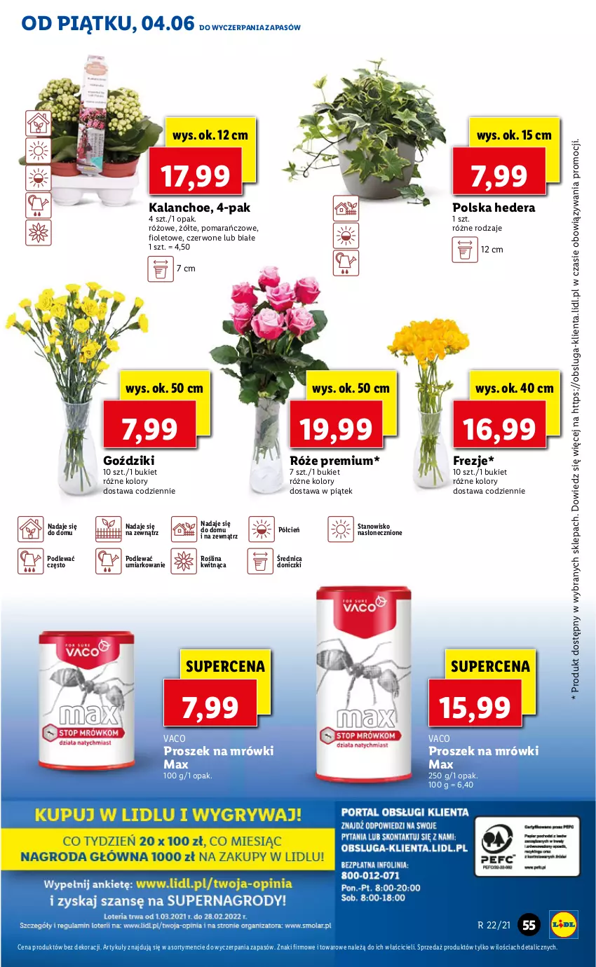 Gazetka promocyjna Lidl - GAZETKA - ważna 04.06 do 05.06.2021 - strona 55 - produkty: Bukiet, Cień, Kalanchoe, O nas