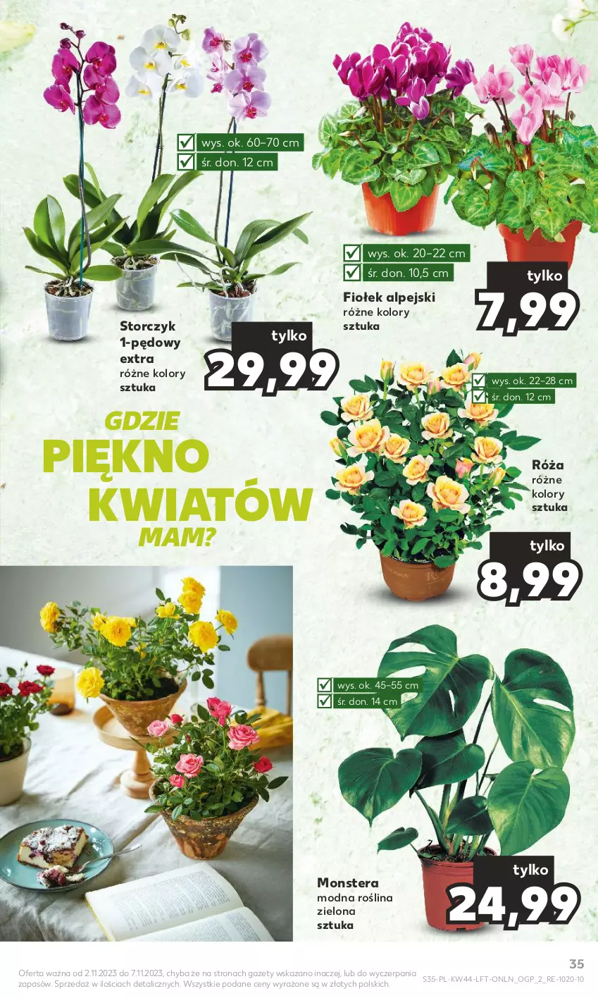 Gazetka promocyjna Kaufland - Gazetka tygodnia - ważna 02.11 do 07.11.2023 - strona 35 - produkty: Róża, Storczyk, Tera