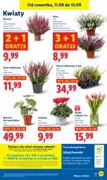 Gazetka promocyjna Lidl - GAZETKA - Gazetka - ważna od 13.09 do 13.09.2025 - strona 47 - produkty: Por, Gra, Cyklamen, Papier, Tulipan, Portal, Tera, Laur, Mola, Bukiet