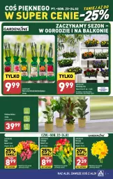 Gazetka promocyjna Aldi - COŚ na weekend - Gazetka - ważna od 24.02 do 24.02.2024 - strona 9 - produkty: Tulipan, Róża, Bell, Bukiet, Narcyz