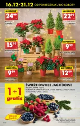 Gazetka promocyjna Biedronka - Od poniedzialku - Gazetka - ważna od 21.12 do 21.12.2024 - strona 24 - produkty: Por, Borówka, Borówka amerykańska, Poinsecja, Truskawki, Maliny, Owoce