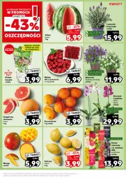 Gazetka promocyjna Kaufland - Kaufland - Gazetka - ważna od 26.03 do 26.03.2024 - strona 17 - produkty: Dzwonek, Cytryny, Pomarańcze, Siatka, Storczyk, Bazyl, Bazylia, Grejpfrut