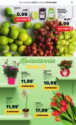 Gazetka promocyjna Netto - Artykuły spożywcze - Gazetka - ważna od 15.02 do 15.02.2023 - strona 5 - produkty: Tulipan, Amarylis, Kalanchoe, Limonka, Bukiet, Wino