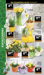 Gazetka promocyjna Delikatesy Centrum - Franczyza DC13 Czwartek - Gazetka - ważna od 01.04 do 01.04.2026 - strona 12 - produkty: Rzeżucha, Bukiet, Narcyz, Fa